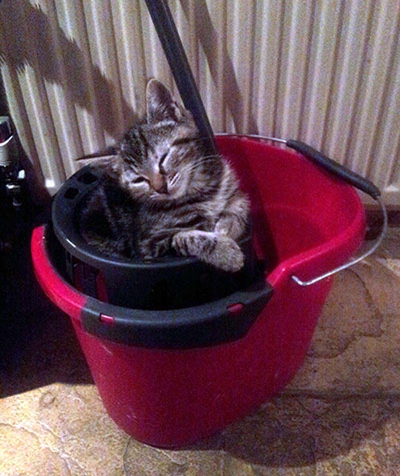 百变猫咪秀 萌呆了