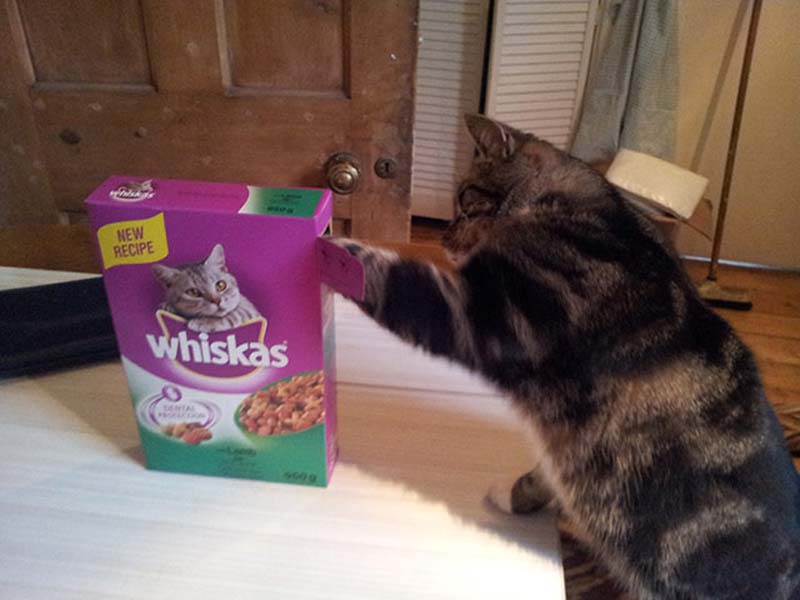 百变猫咪秀 萌呆了