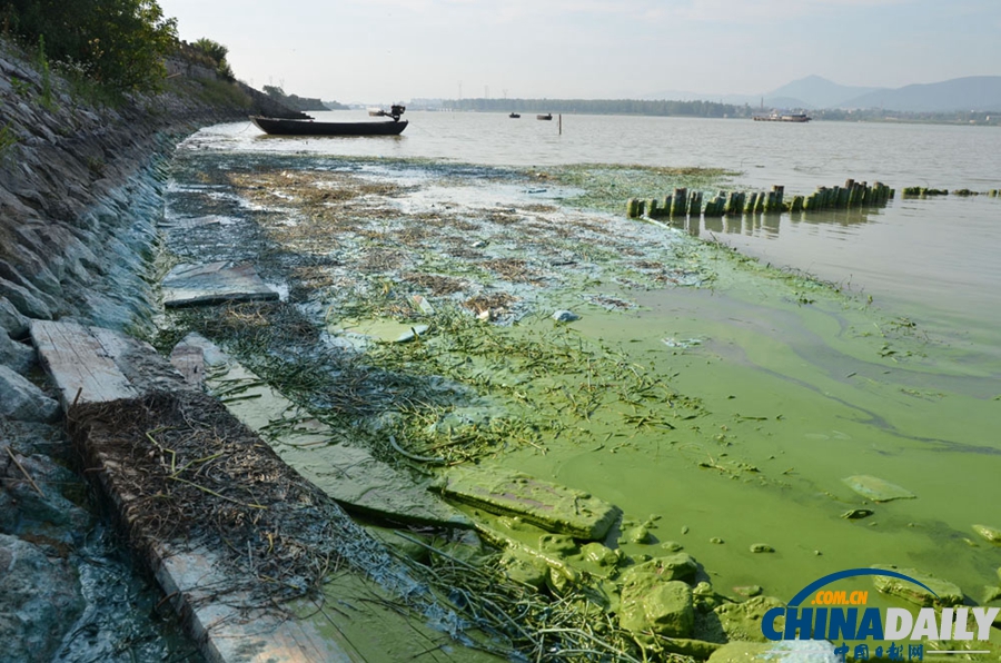 安徽巢湖东半湖蓝藻大爆发 湖水粘稠几成冻湖