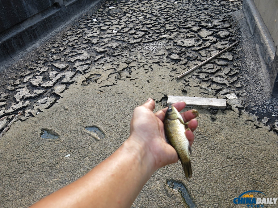重庆：高温持续 水库干涸死鱼被烤熟