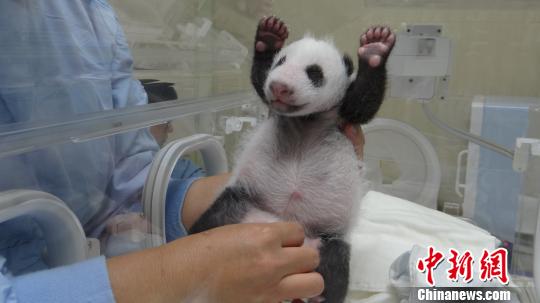 大陆赠台大熊猫幼仔满月 小胖妞萌态发威
