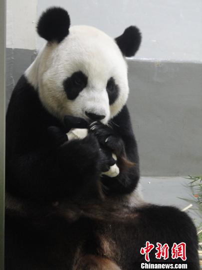 大陆赠台大熊猫幼仔满月 小胖妞萌态发威