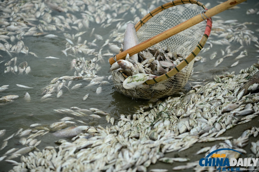 湖北武汉：府河40公里水道泛起成片死鱼