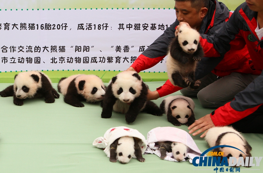 2013中国保护大熊猫研究中心熊猫宝宝集体亮相