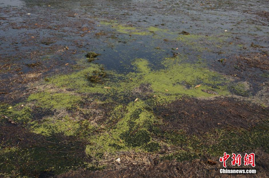 大量水草“入侵” 桂林漓江部分江面变“草坪”