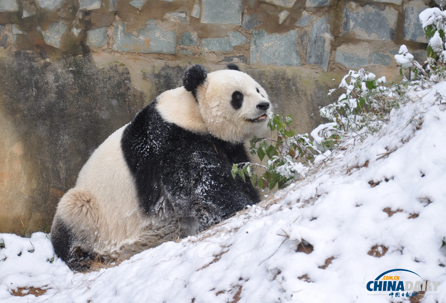 昆明连日降雪 大熊猫雪中撒欢