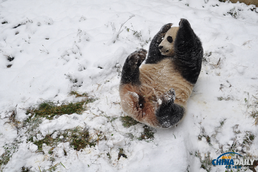 昆明连日降雪 大熊猫雪中撒欢