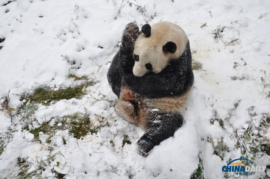 昆明连日降雪 大熊猫雪中撒欢