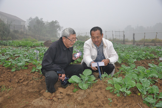 沈昌健：父子相继35年研究杂交油菜 离梦想还有“一大步”