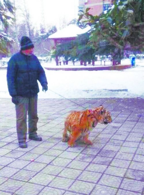饲养员带缺钙老虎到公园锻炼 市民:霸气(图)