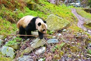 野生大熊猫下山进村 网友戏称“巡视村寨”
