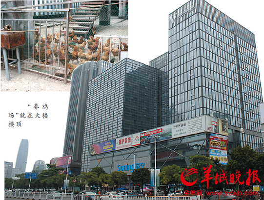 写字楼顶养鸡白领抱怨 物业:自己养的较放心