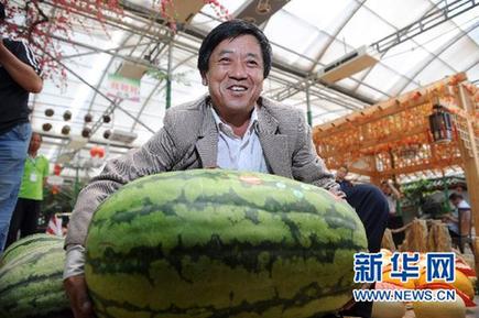 全国西甜瓜京城“打擂”“瓜王”重36公斤
