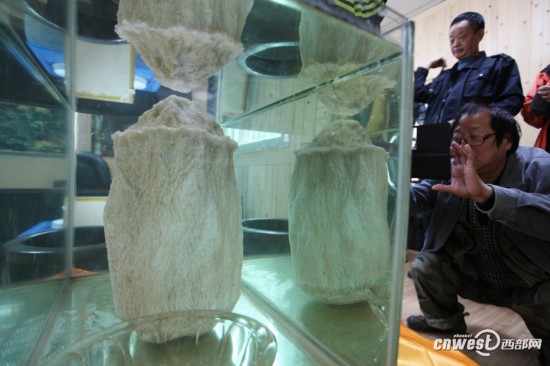 重庆城口频现千年“神物”：银白太岁、千年杜鹃王 图