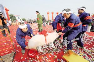 新年将至 活土猪一头跌了几百元 今年你去杀年猪吗？