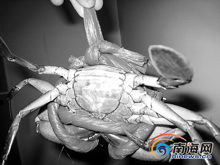 螃蟹裸称规定实施3个月 螃蟹捆绳怎么又粗了?
