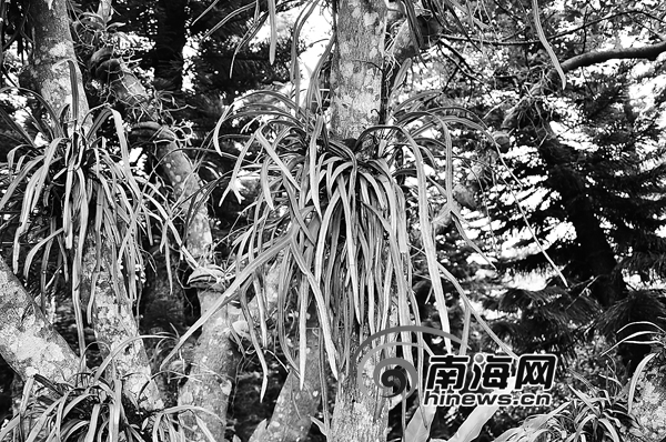海南现“灭绝”蕨类植物 专家：因环境优良