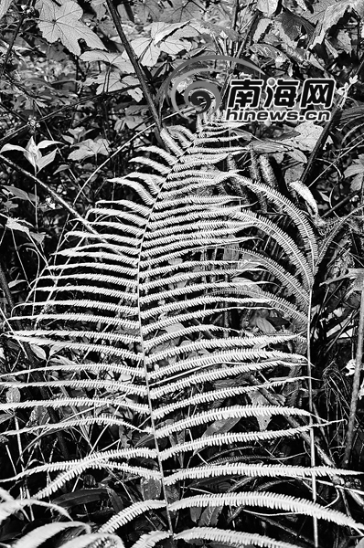 海南现“灭绝”蕨类植物 专家：因环境优良