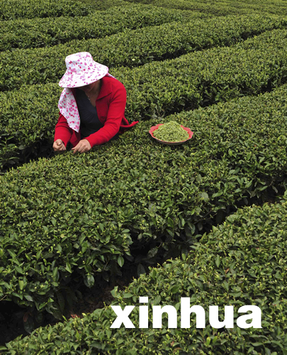 湖北恩施春茶大面积开采
