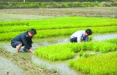 湖北黄冈城管下田插秧 称帮助贫困留守家属(图)