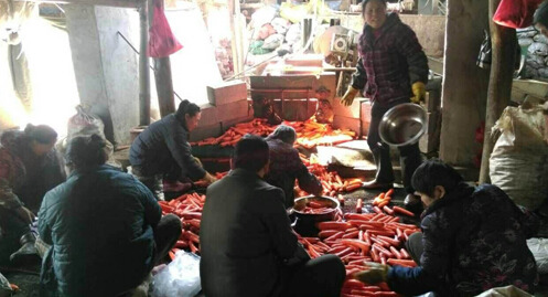 沈阳胡萝卜严重滞销：微博引发“网络救灾”