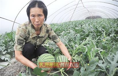 “膨大剂”风波重创成都西瓜 “口口脆”大量滞销