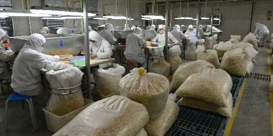 带领农民致富的生姜第一出口大户：山东万兴食品有限公司