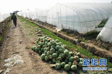 未熟西瓜离奇“爆炸” 瓜农损失惨重