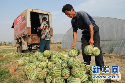 未熟西瓜离奇“爆炸” 瓜农损失惨重