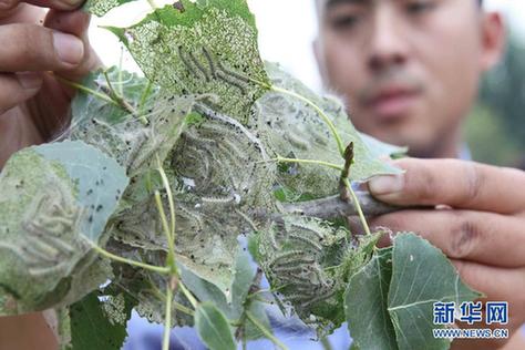 高清大图：不只是食人鱼 警惕“外来物种入侵”