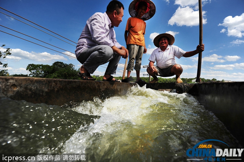 湖南旱情蔓延：引水浇灌农田自救 定点定时供水解旱农之渴