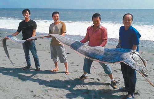 台东钓得5米长地震鱼 4个壮汉才抱得动（图）
