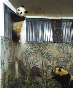 大熊猫黑眼圈变白 经查患上皮肤寄生虫(图)