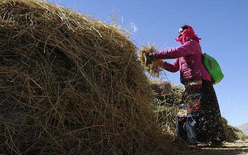 西藏阿里:生态经济助农牧民增收