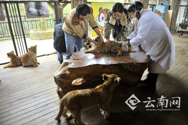 猩猩喝奶测智力 云南野生动物园开展小动物“体检总动员”