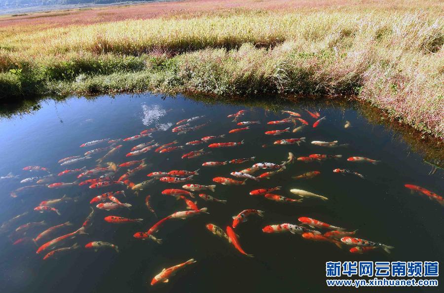 草丰水美的云南北海湿地