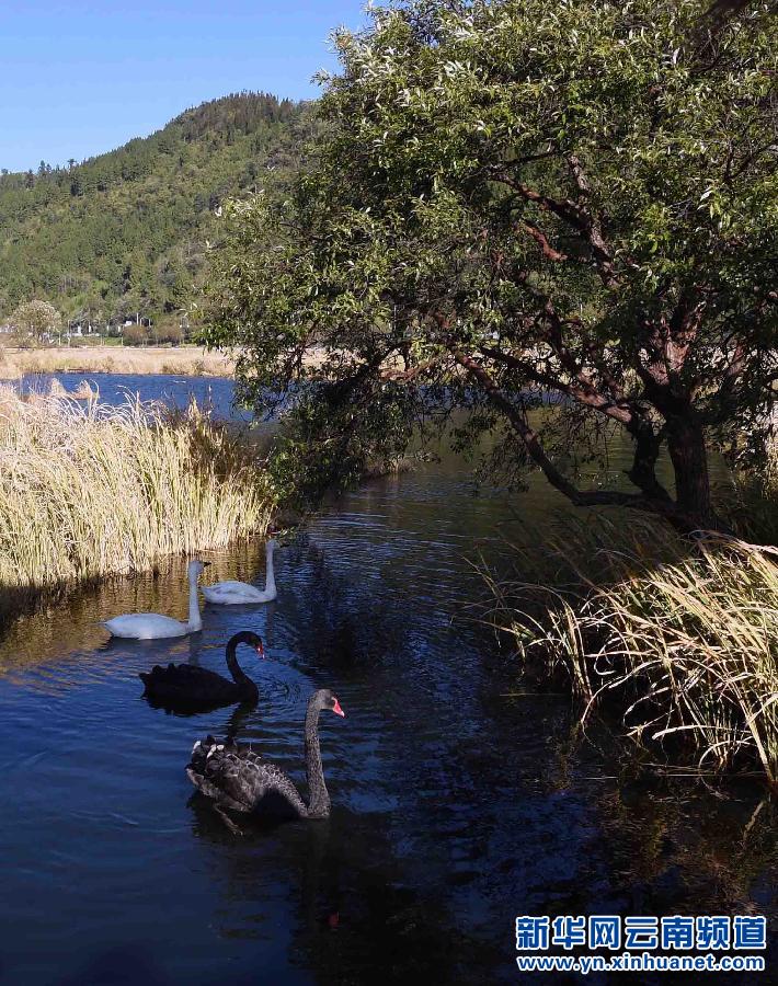 草丰水美的云南北海湿地