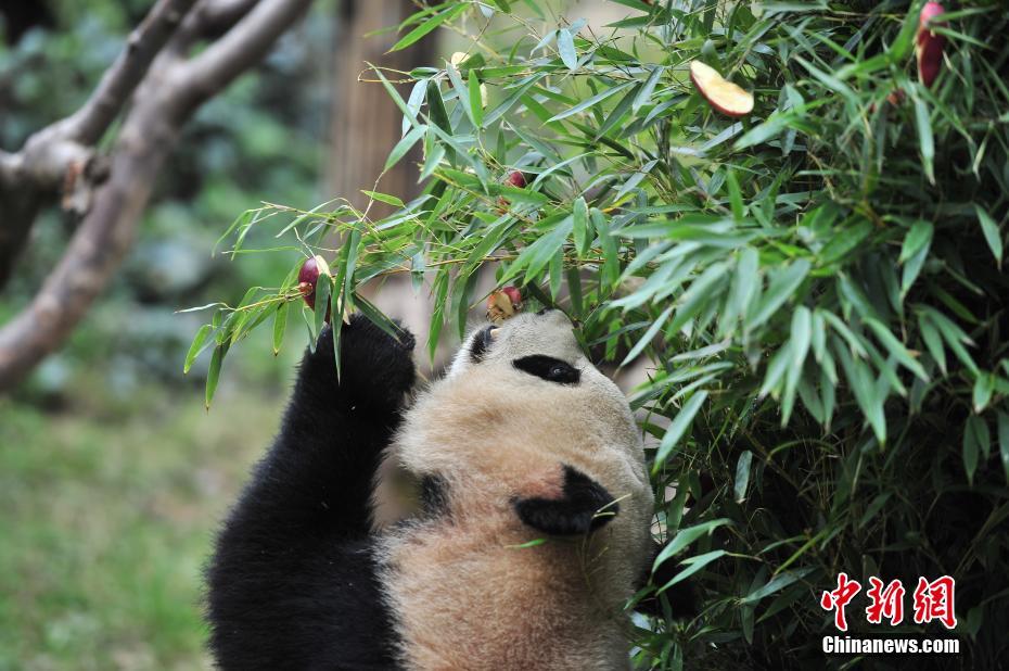 云南动物园大熊猫提前享用“圣诞大餐”