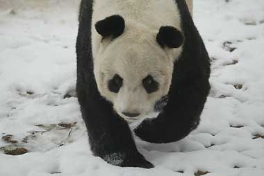 Panda bone found in ancient tomb as sacrifice