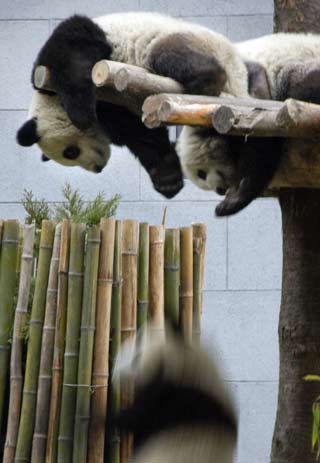 Mainland to unveil panda couple to Taiwan