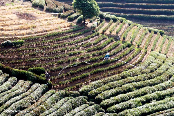 Tea farms wither amid heatwaves in E China