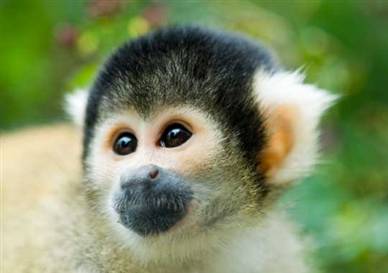 Image: Squirrel monkey NASA将使用松鼠猴测试太空辐射影响