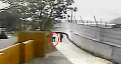 图:卢武铉生前最后录像曝光 路过花坛拔除杂草
