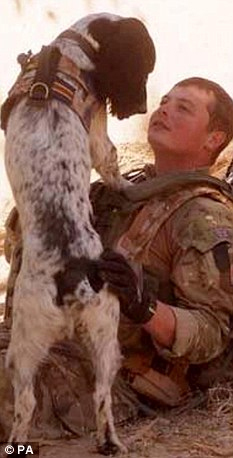 驻阿英军防暴犬因主人阵亡伤心致死 曾搭档救命无数