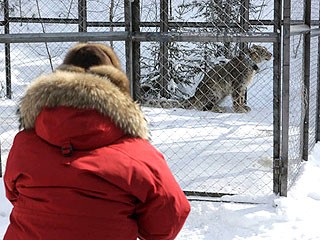 据称俄雪豹坐直升机、关禁闭 只为等总理普京“接见”
