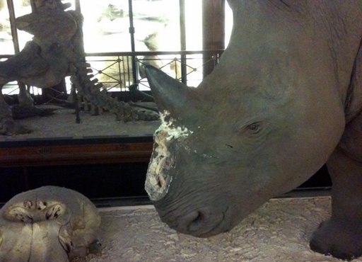 犀角价格飙升博物馆早防范 英大盗仅窃得一对复制品