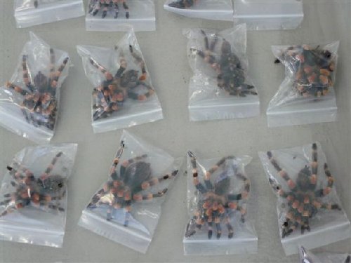 瑞士查获千只蜘蛛蜈蚣走私入境案 价值1.5万瑞郎