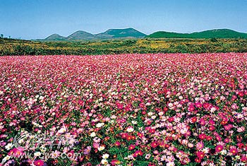 济州岛面朝大海 春暖花开