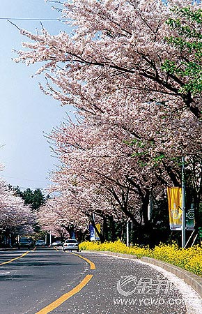 济州岛面朝大海 春暖花开