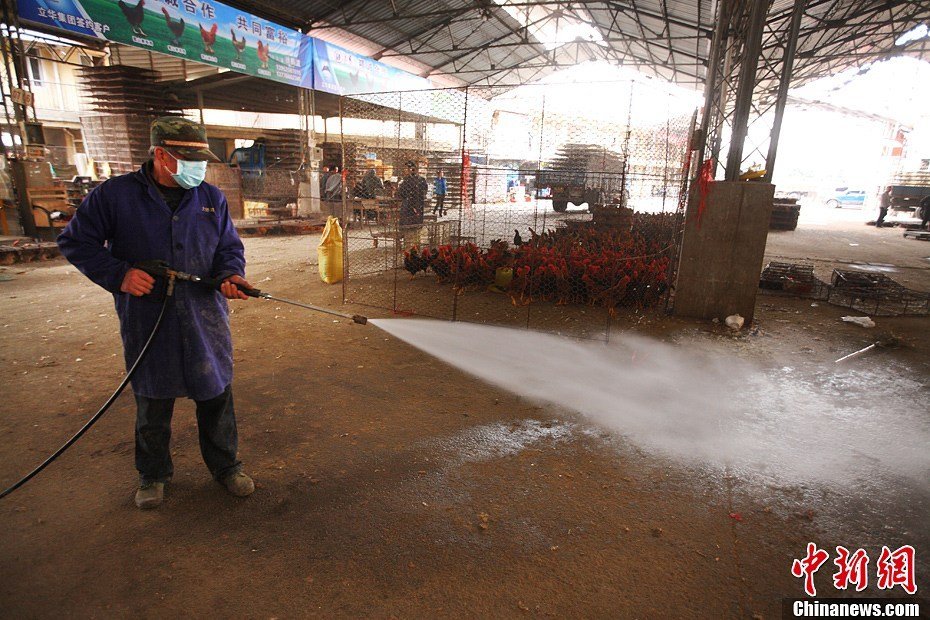 组图：中国多地备战H7N9禽流感